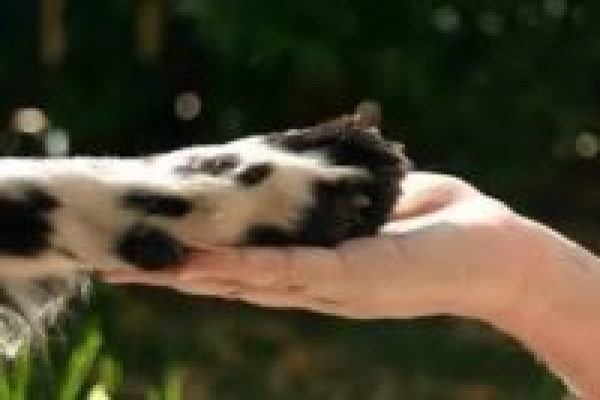 Aureo criou projeto de lei que endurece pena conta agressor de animais